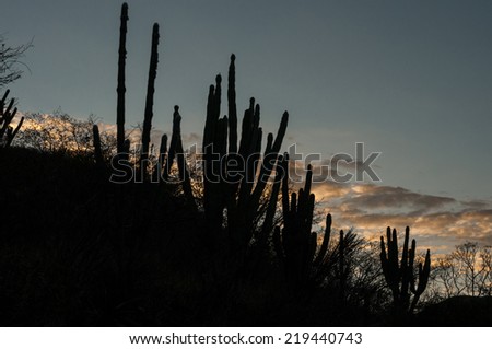 Sunset view with big cactus, scene in Mexico