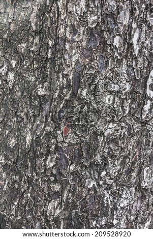 Old tree skin texture