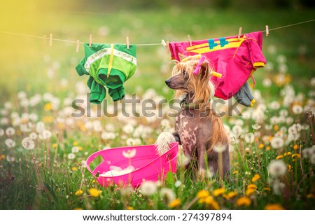Dog washes clothes in the meadow