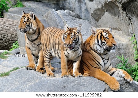 Group of Tigers, Family