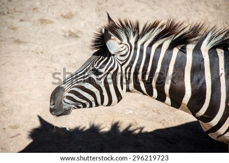 Close up of animal picture - Zebra head