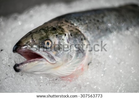 Fresh fish on ice in market just watching you before you buy them