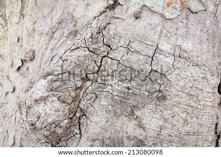 tree bark. Bark of an old tree
