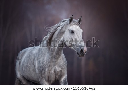 Similar – Image, Stock Photo beautiful white horse portrait