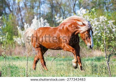 Red harness horse running free in a blossom garden