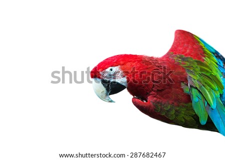 Colorful parrot isolated in white background. Green-winged macaw (Ara chloropterus).