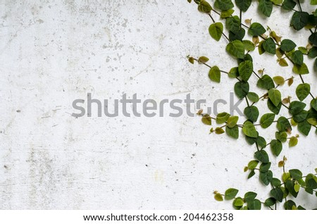 A climber plant on old concrete wall