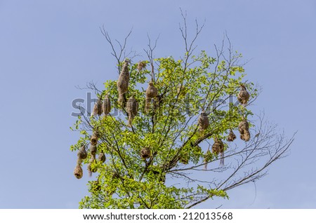 A lot of bird nests in one tree