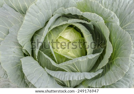 Close up image of green color cabbage