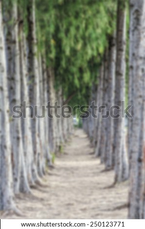 Abstract blur background  image of 2 side pine trees lined which have walkway in the middle.