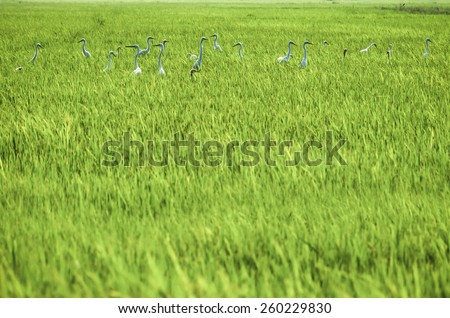 an image of a lot of white birds on rice field
