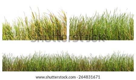 Similar – Image, Stock Photo dry grass Summer grass