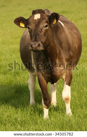 brown cow portrait