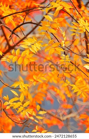 Similar – Foto Bild Stimmungsvoll im Herbst am See