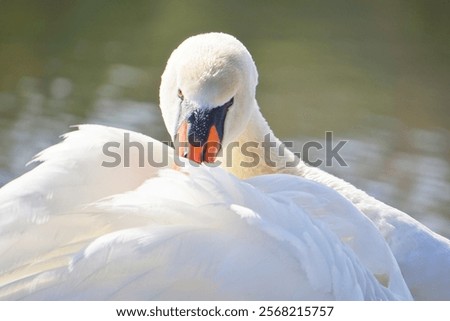 Foto Bild Schwanensee Ausflug