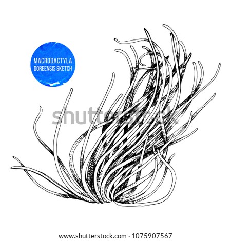 Hand sketched long tentacle anemone. Vector illustration