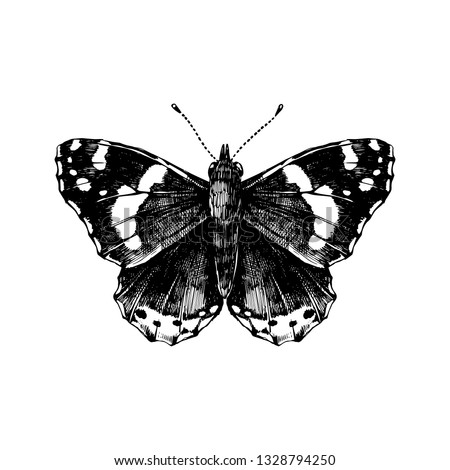 Hand drawn red admiral butterfly. Vector illustration