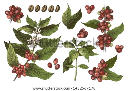Hand drawn set of colorful coffee tree branches and beans. Vector illustration in vintage style