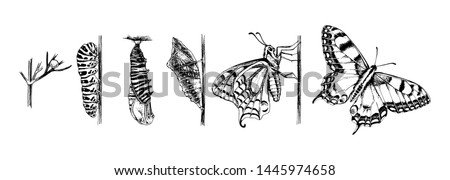 Metamorphosis of the Swallowtail - Papilio machaon - butterfly. 6 studies of changes. Hand drawn vector illustration