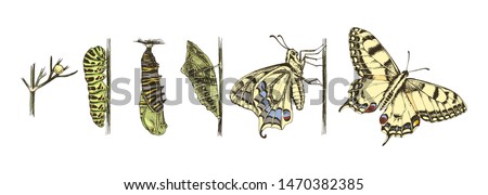 Metamorphosis of the Swallowtail - Papilio machaon - butterfly. 6 studies of changes. Hand drawn colorful vector illustration