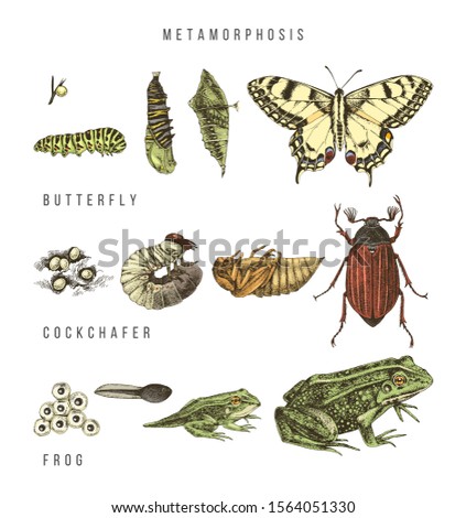 Metamorphosis of the swallowtail, cockchafer and frog. Hand drawn colorful vector illustration in retro style.
