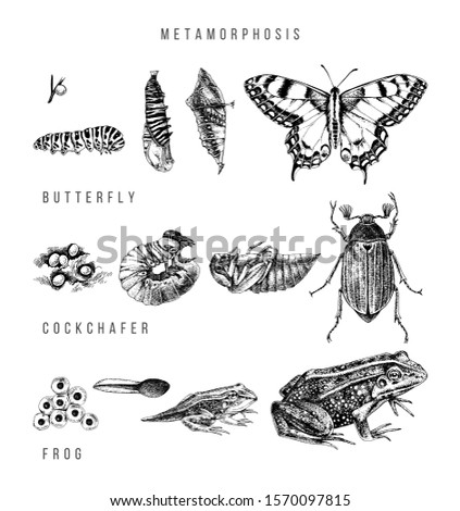 Metamorphosis of the swallowtail, cockchafer and frog. Hand drawn vector illustration in retro style.
