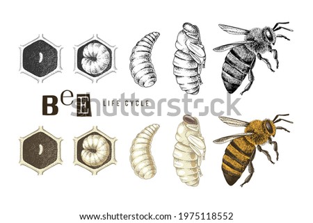Hand drawn life cycle of a bee