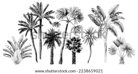 Hand drawn vector illustration of palm trees.