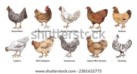 Chicken Clipart | Free download on ClipArtMag