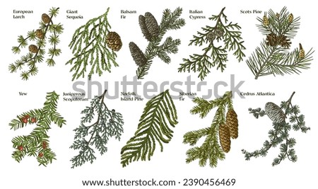 Coniferous plants branches vector set