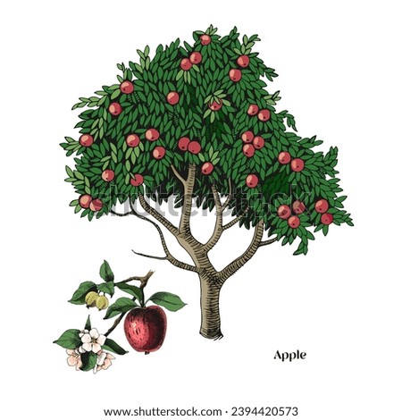 Apple tree and branch vector