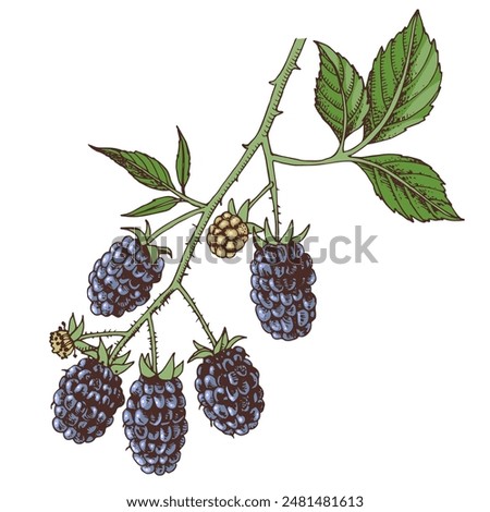 Blackberries branch with ripe berries