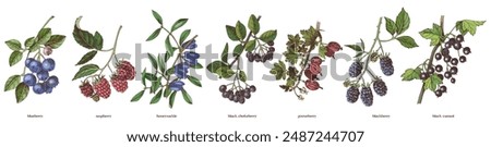 Set of hand drawn berry branches