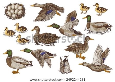 Hand drawn set of wild ducks