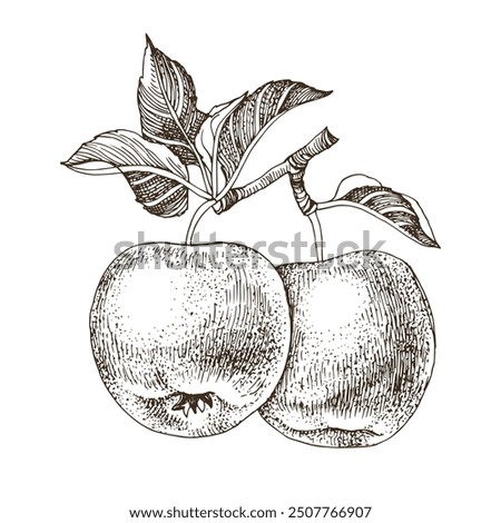 Similar – Image, Stock Photo apple harvest Apple tree