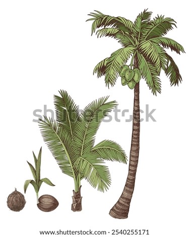 Similar – Image, Stock Photo A palm tree grows in the courtyard of a building