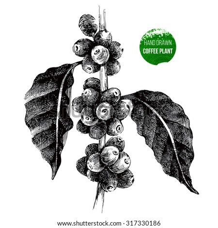 Hand Drawn Coffee Tree Branch In Vintage Style Free Stock Image Hand Drawn Coffee Tree Branch In Vintage Style Free Stock Image