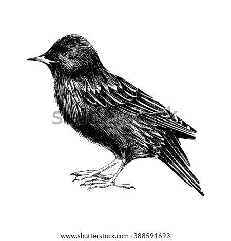 Download Hand Drawn Black And White Starling Stock Vector 388591693 : Shutterstock