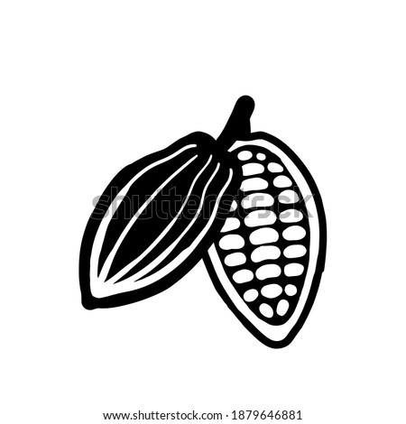 Cocoa beans sketch. Vector icon on white