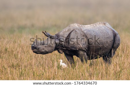 The Indian rhinoceros, also called the greater one-horned rhinoceros and great Indian rhinoceros, is a rhinoceros species native to the Indian subcontinent.