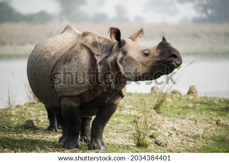 The Indian rhinoceros, also called the Indian rhino, greater one-horned rhinoceros or great Indian rhinoceros, is a rhinoceros species native to the Indian subcontinent.