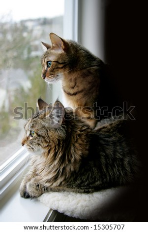 Two cats watching the world go by