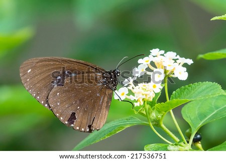 A Small Brown Crow Sucking Honey on White Flowers. Its Wings are Broken, with many Peeling Spots