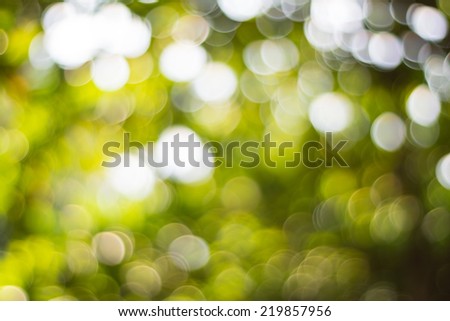 Beautiful Bokeh Shot in The Forest, Consisting of White, Green and Black Circles.