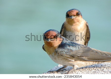 Close Up of  Two Pacific Swallows On A Concrete Post, Look to The Camera. With Selective Focus on The Bird in Front.