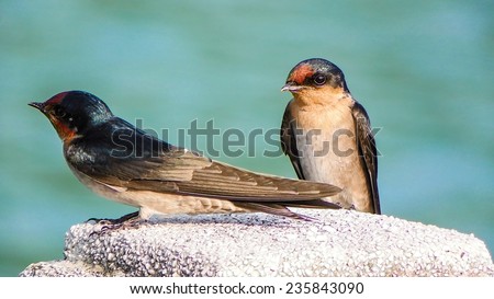 Close Up of  Two Pacific Swallows On A Concrete Post.