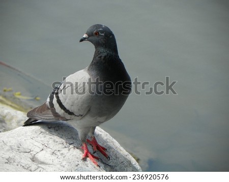 A Gray Dove Standing on A Rock by A Pond And Looking Proudly To The Left.