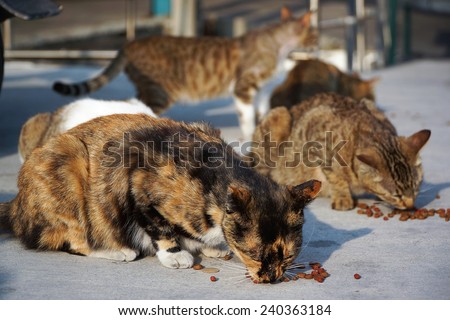 A Group of Alley Cats Happily Enjoy Cat Food Feed by Tourists, in A Fishing Village Near The Kaohsiung City.