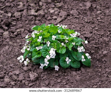 Flowers and leaves on flower bed