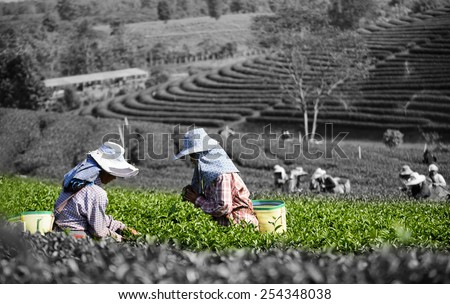 Tea Collection Tea Plantation Two tone Keep the focus on the tea leaves Blur the foreground and background .